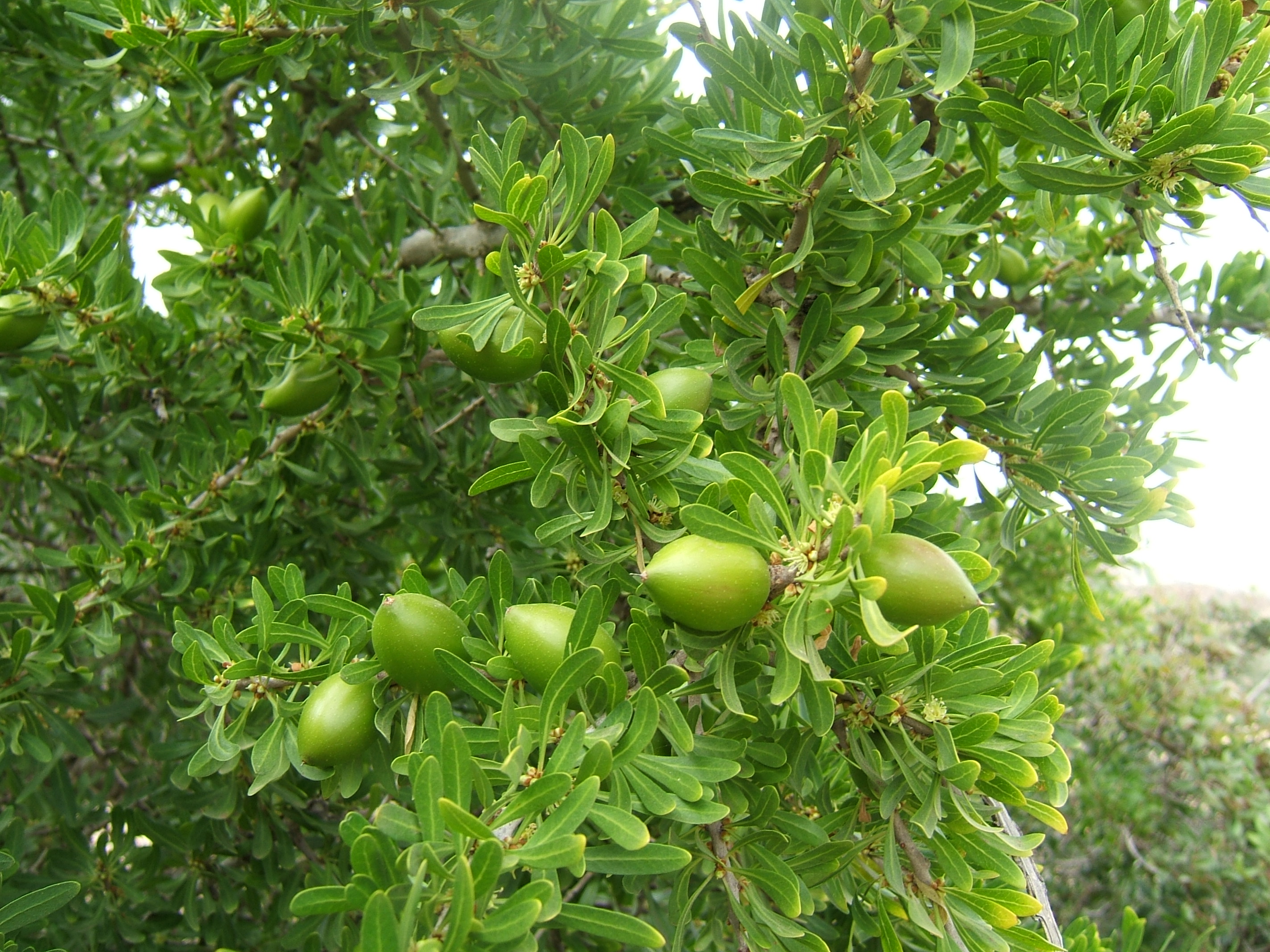 Argan tree practices and know-how related cultural heritage image