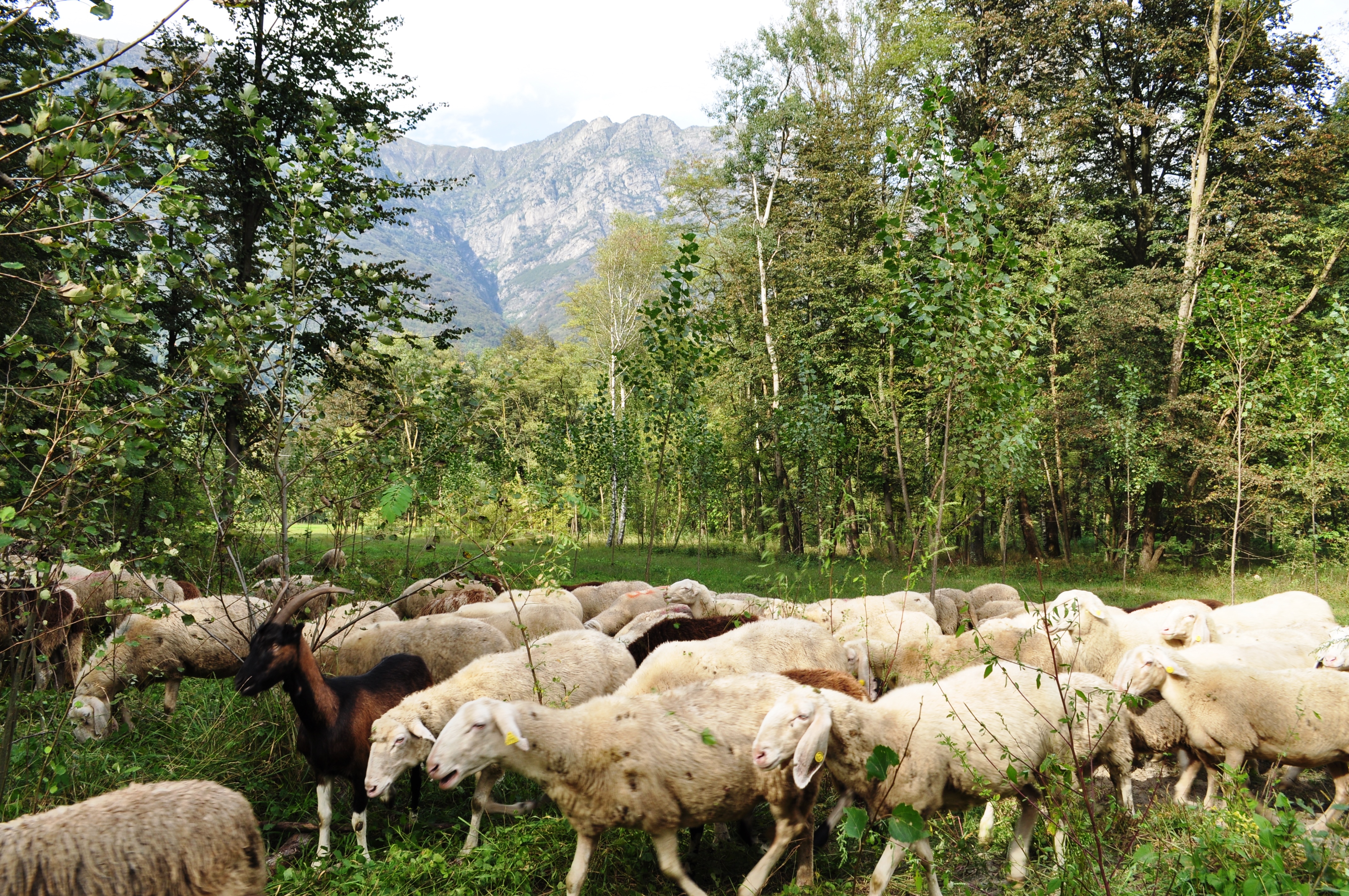 Livestock and herders during seasonal transhumance in Italy